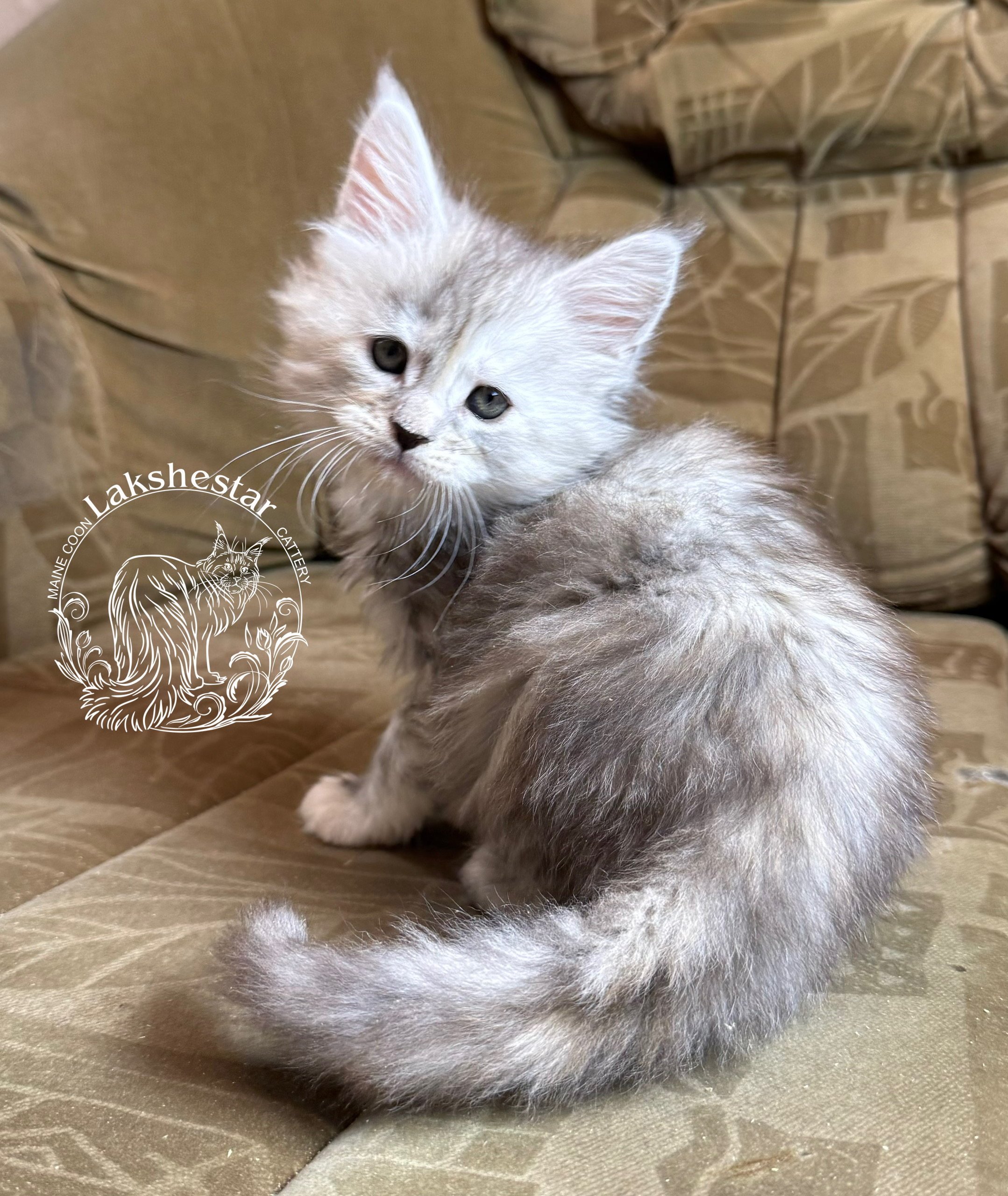 kotenok-lakshestar-pitomnik-mejn-kunov-objavlenie-o-prodage-kotjat-5