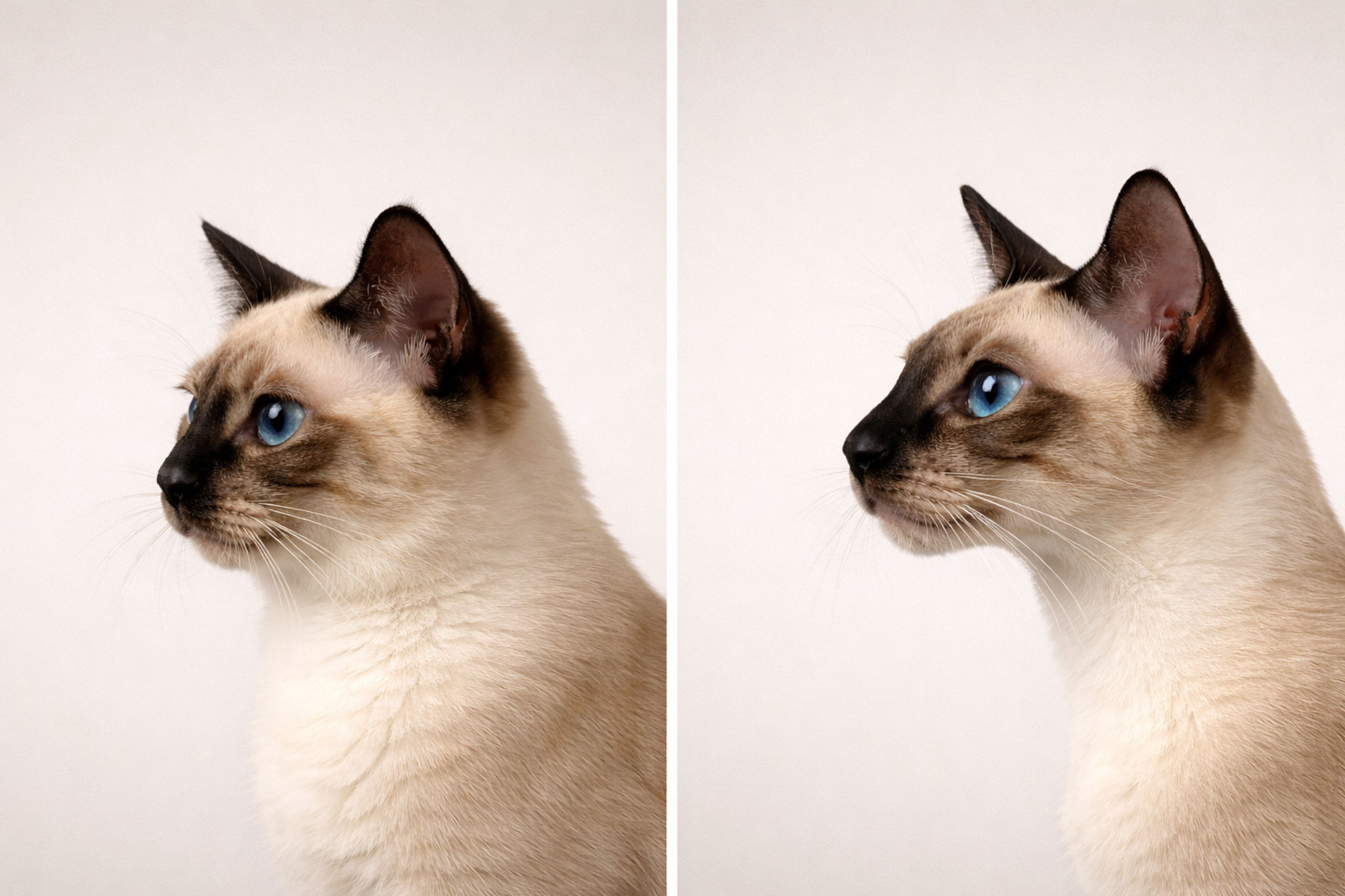 kotenok-tayskiy-kupit-pravilno-vybrat-koshka-tay