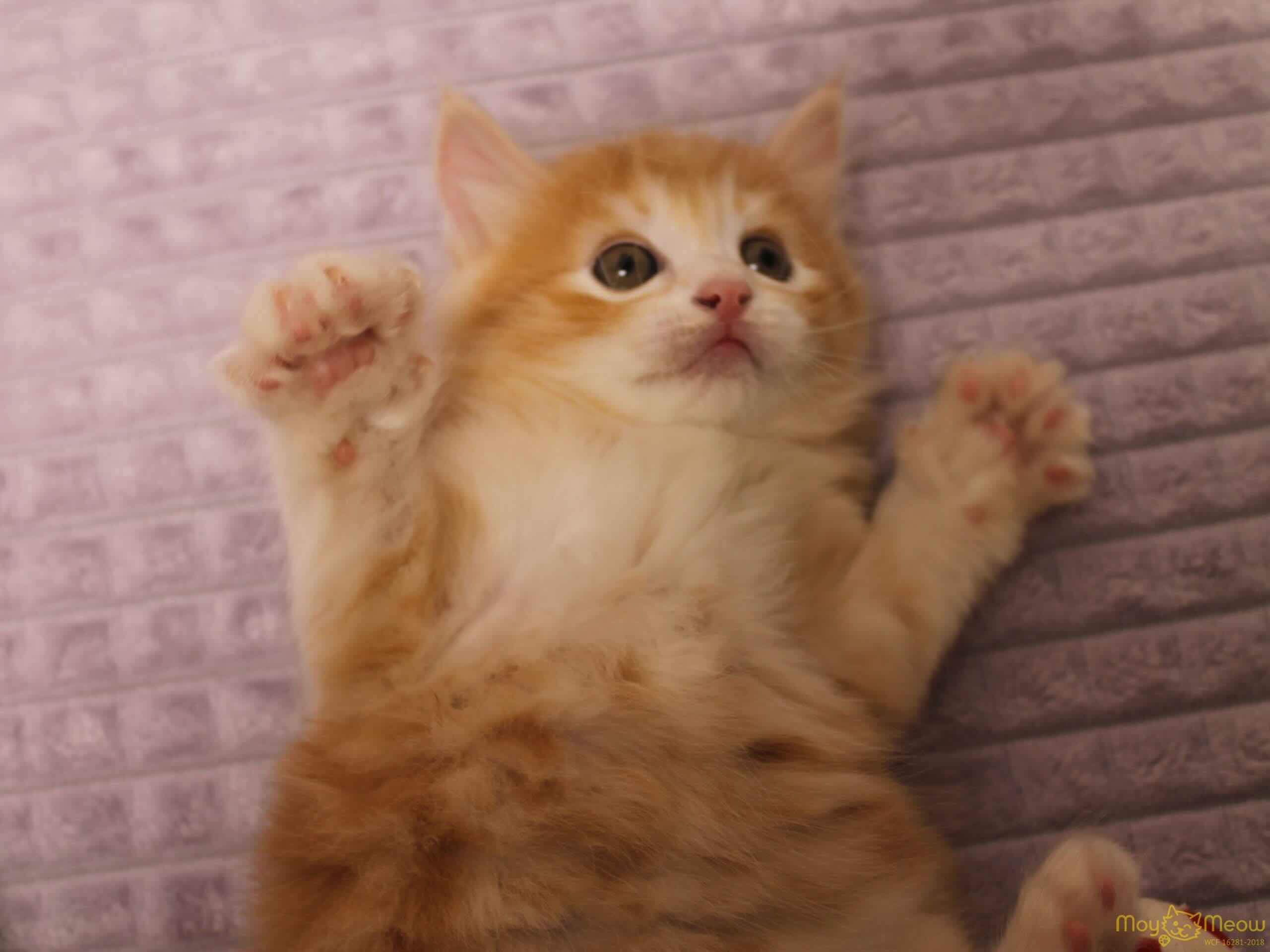 kupit-kotenka-kurilskogo-bobteyla