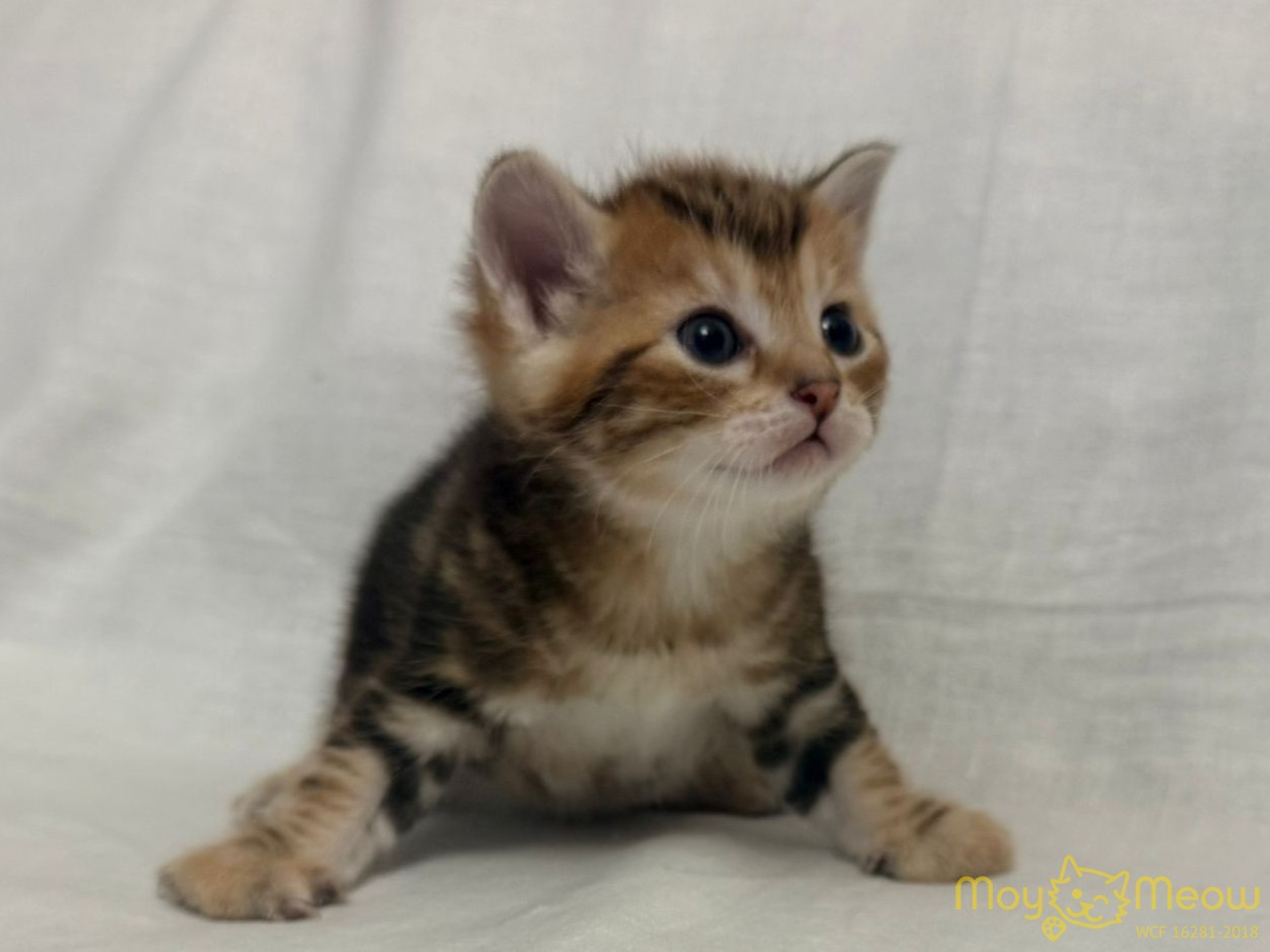 kupit-kotenka-kurilskogo-bobteyla