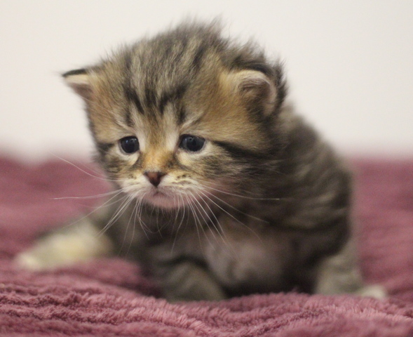 kupit-kotenka-sibirskoi-koshki