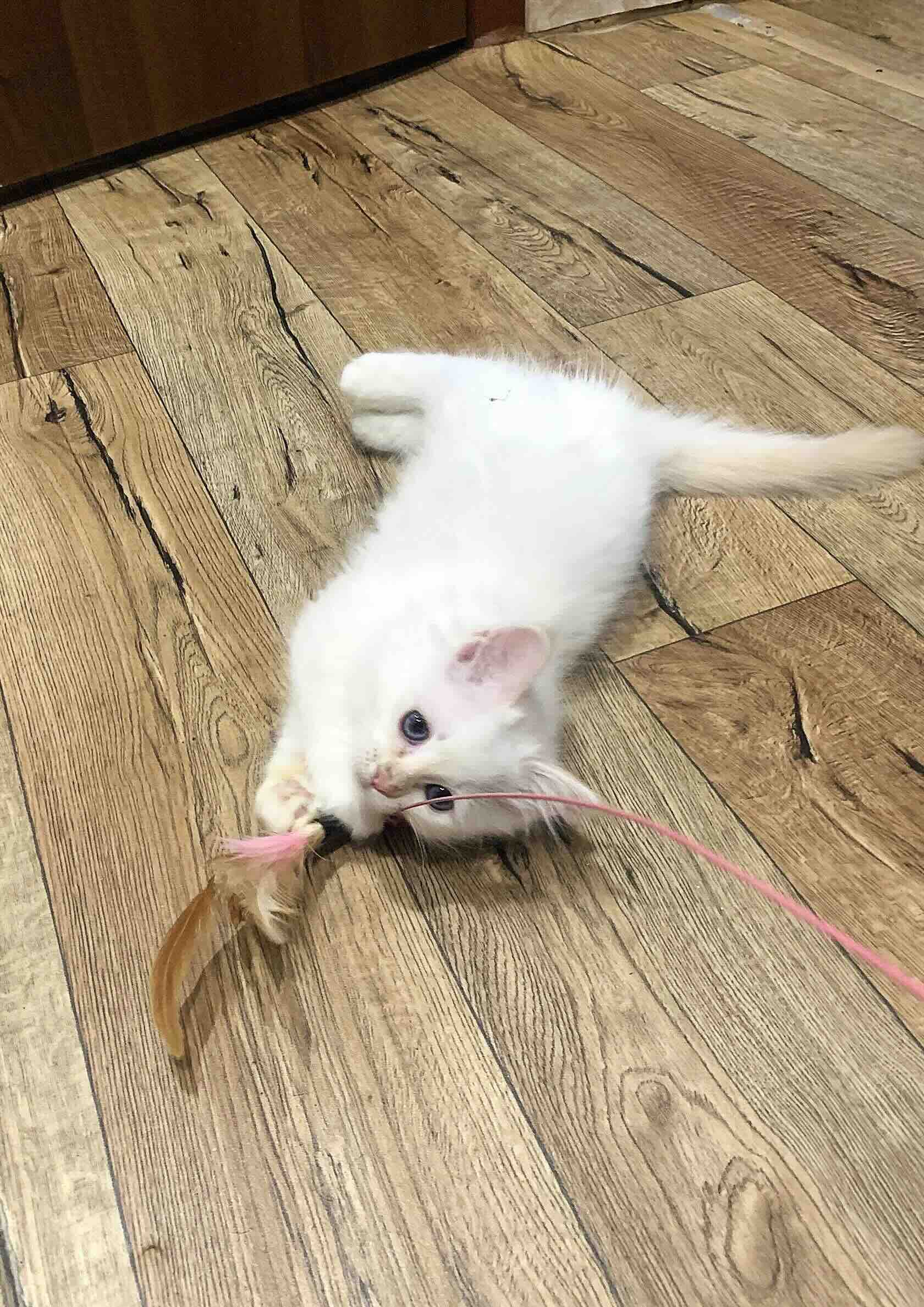 kupit-kotenka-svjashennoi-birmi