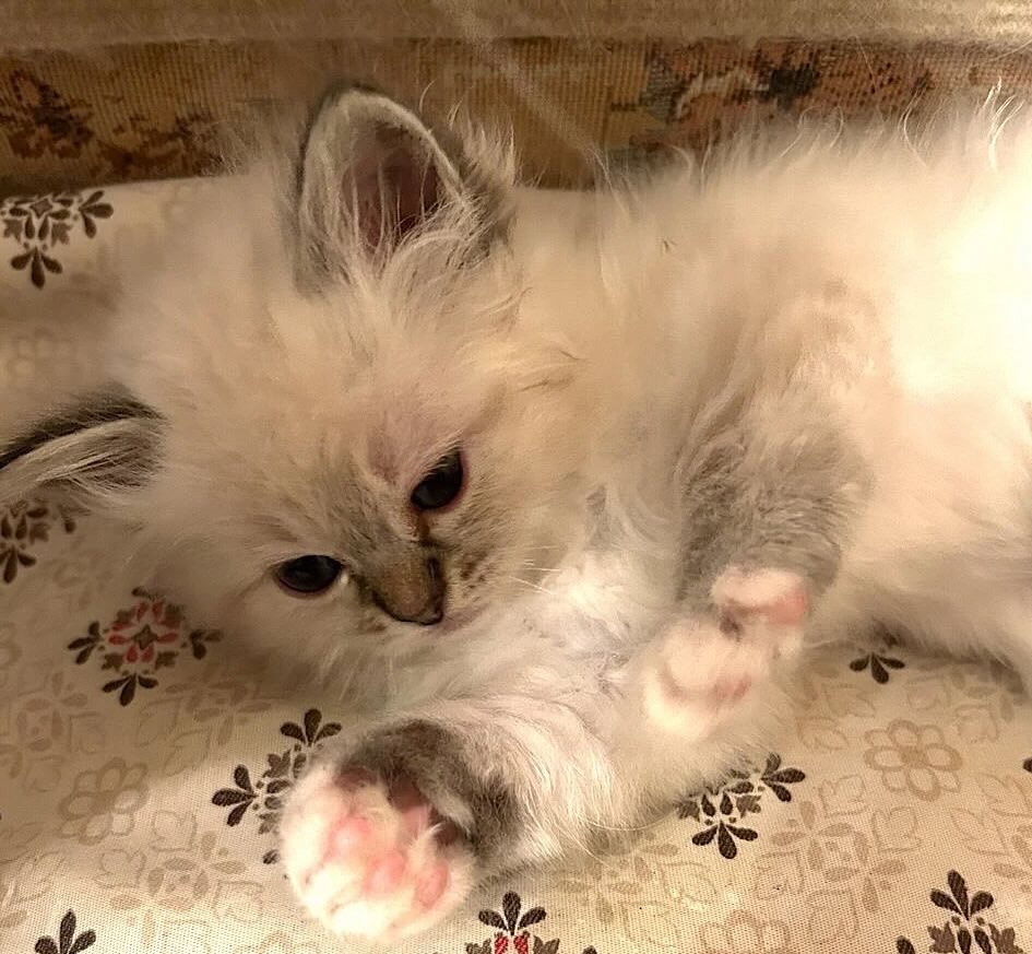 kupit-kotenka-svjashennoi-birmi