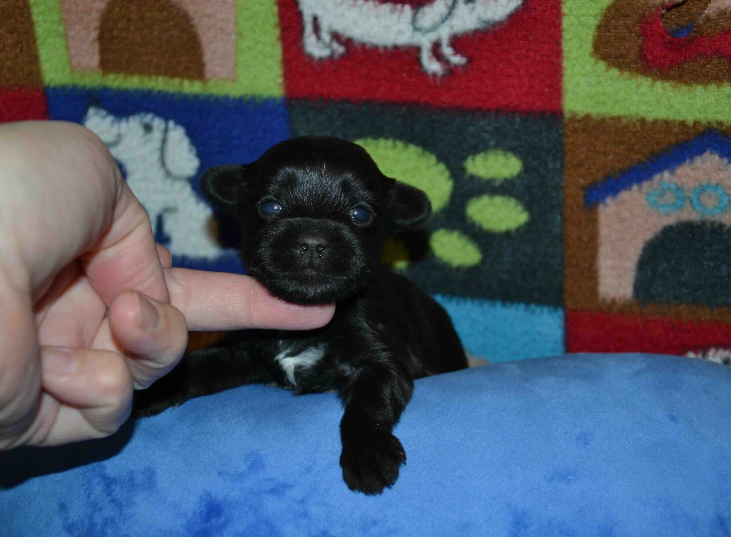 kupit-shchenka-iorkshirskogo-terera