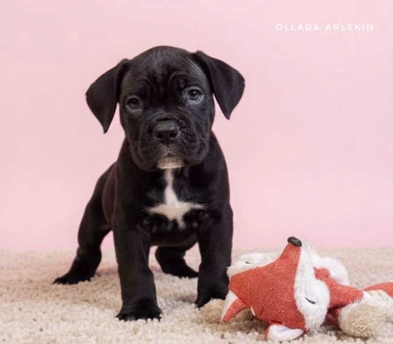 kupit-shchenka-kane-korso