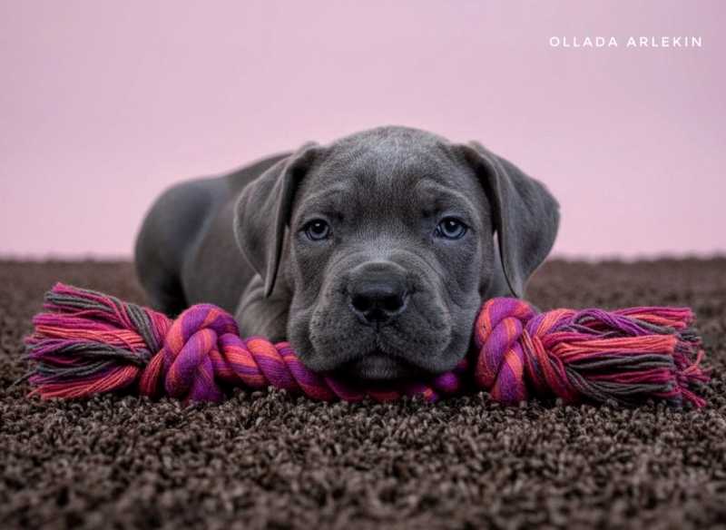 kupit-shchenka-kane-korso