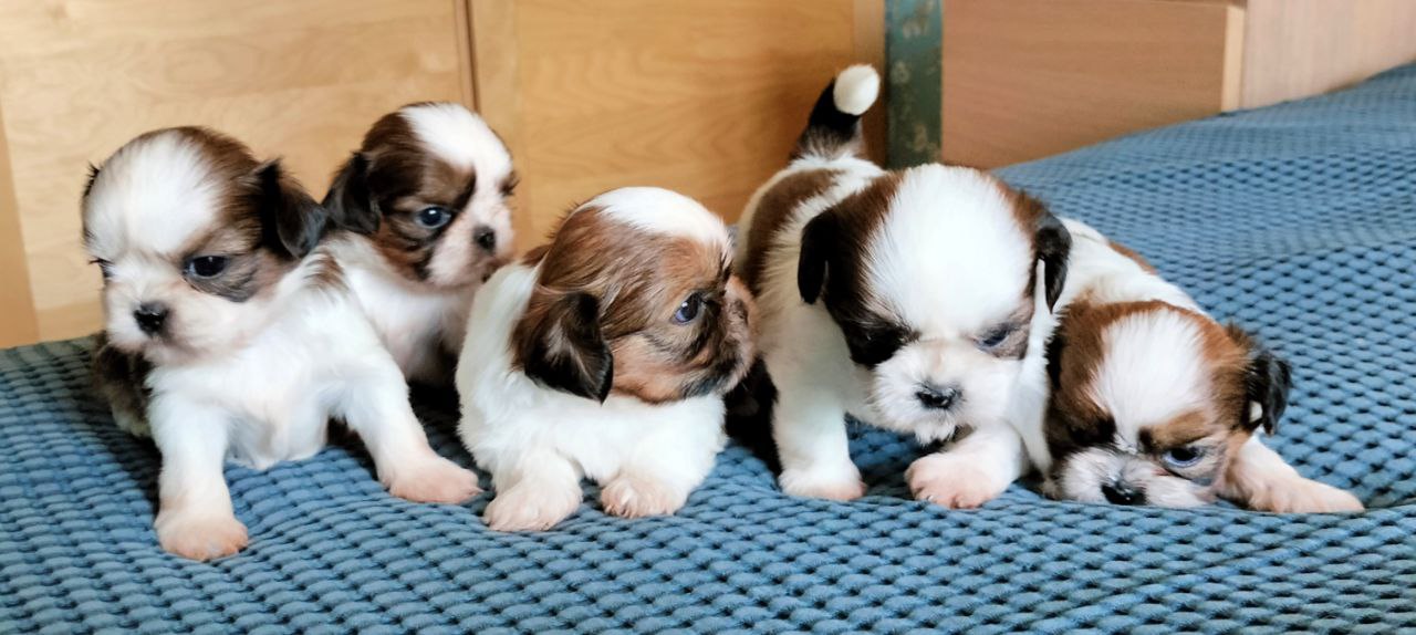 kupit-shchenka-shi-ttsu-1