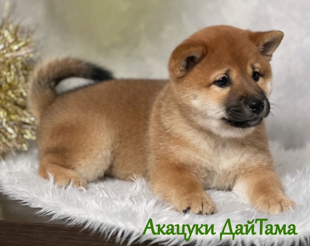 kupit-shchenka-siba-inu