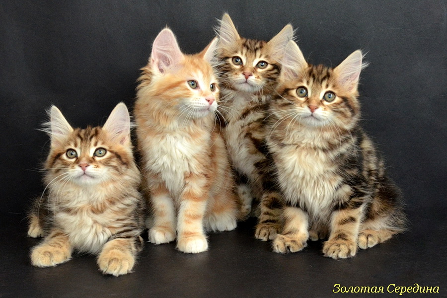 kurilskii-bobtail-kupit-kotenka