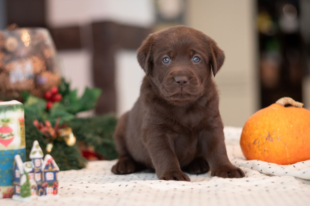 labrador-kupit-shchenka