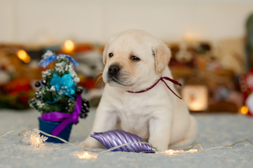 labrador-retriver-kupit-shchenka