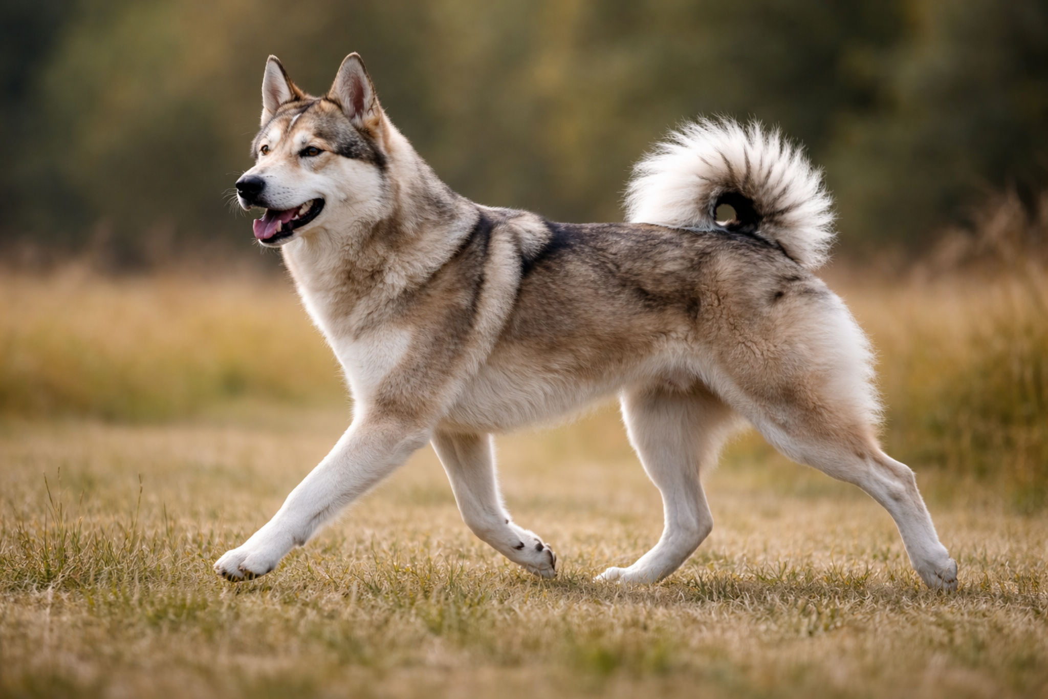 laika-dvizhenie-funkcionalnyy-eksterer