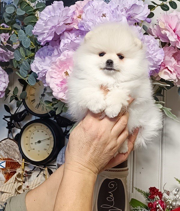 letjashhij-shpic-pitomnik-shpicev-prodaga-shhenka