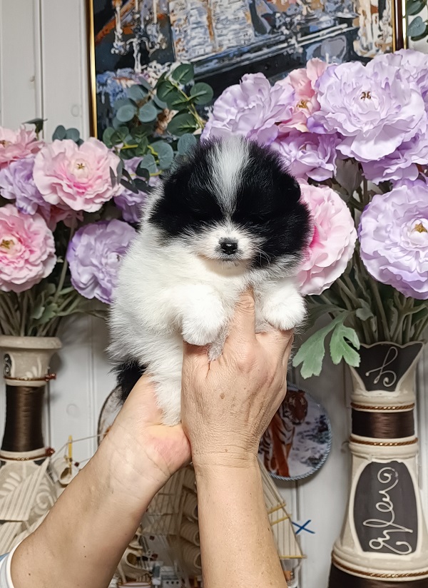 чёрно белый шпиц