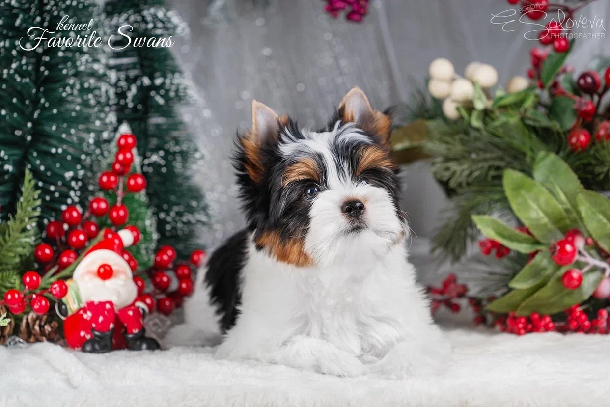 majdgenni-pitomnik-jorkshirskih-tererov-prodaga-shhenkov