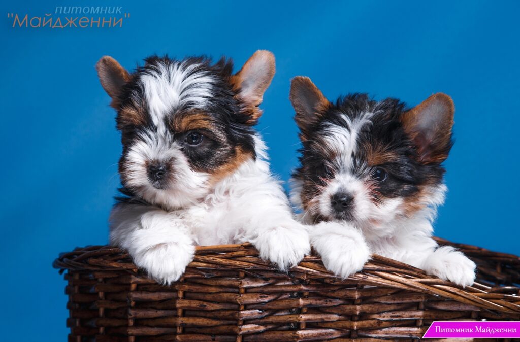 majdgenni-pitomnik-jorkshirskih-tererov-prodaga-shhenkov