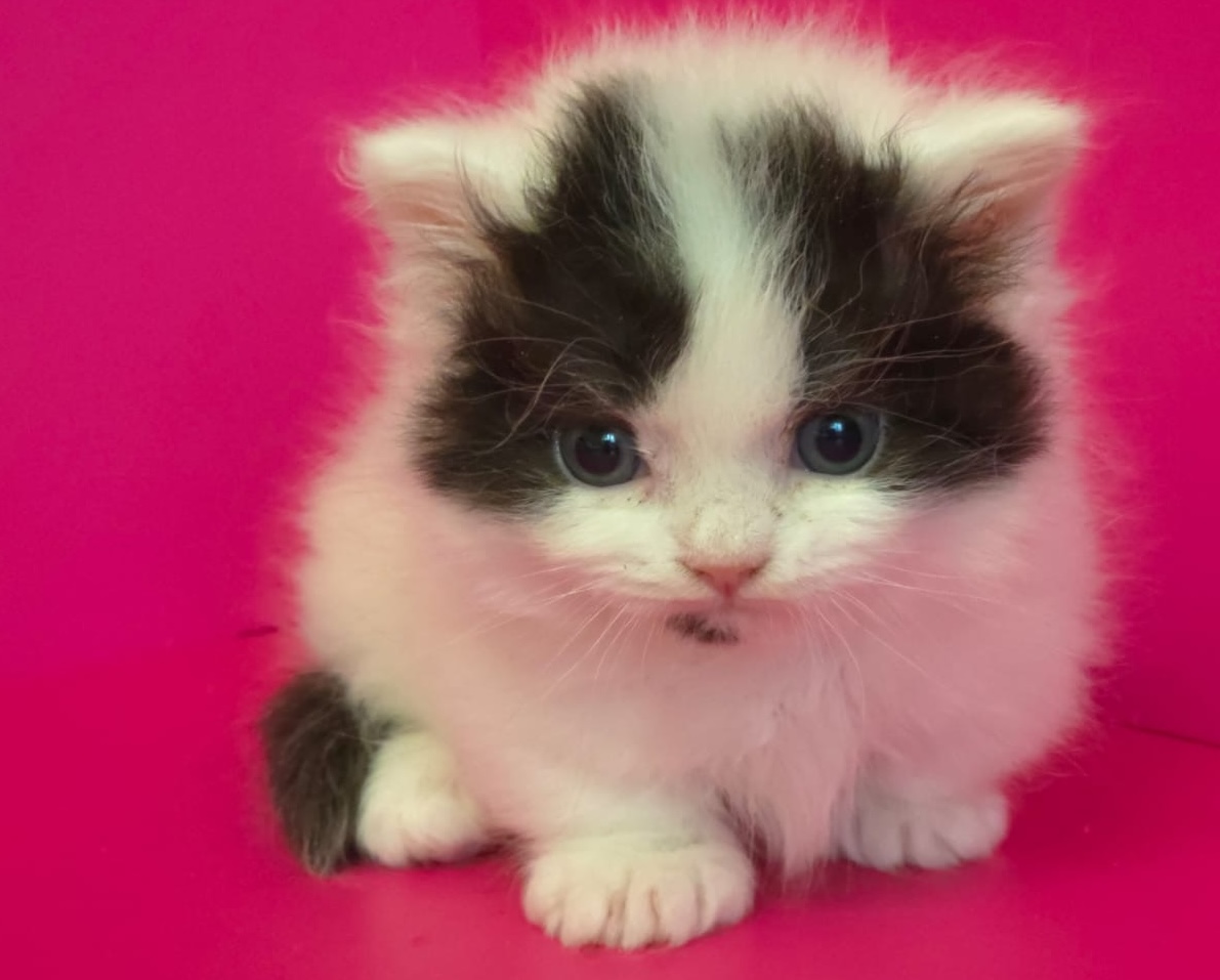 manchkin-kupit-kotenka