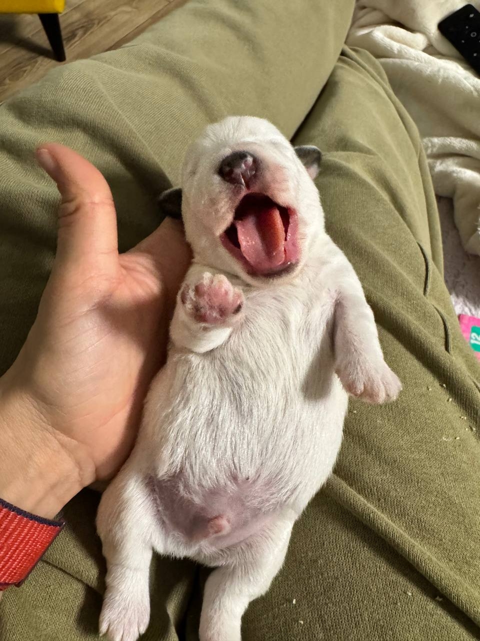 marlex-solar-pitomnik-dgek-rassel-tererov-prodaga-shhenka