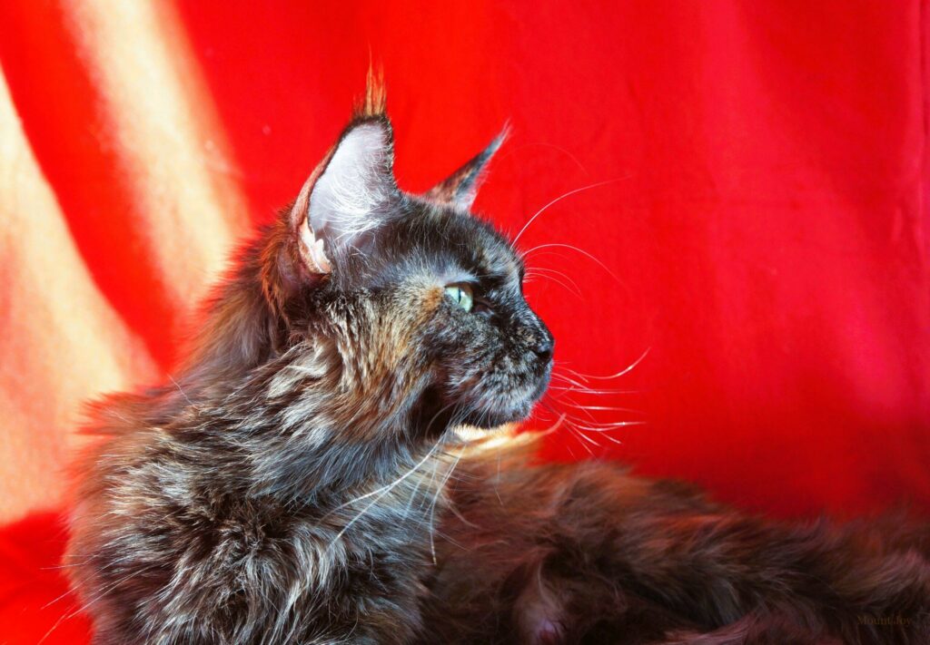 maunt-dzhoj-itomnik-mejn-kunov-prodaga-kotshek