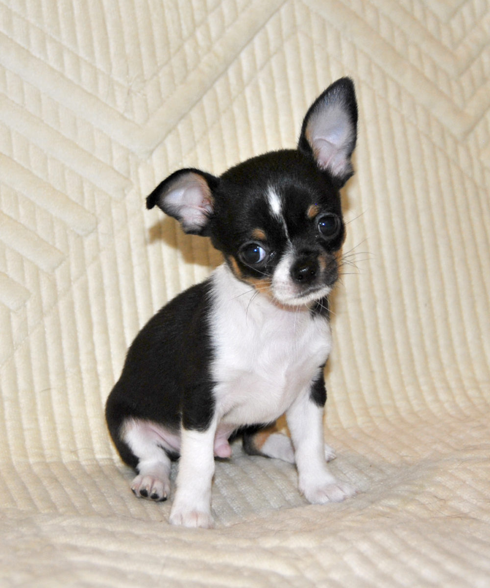 mini-pes-pitomnik-shpicev-kupit-shhenka-2