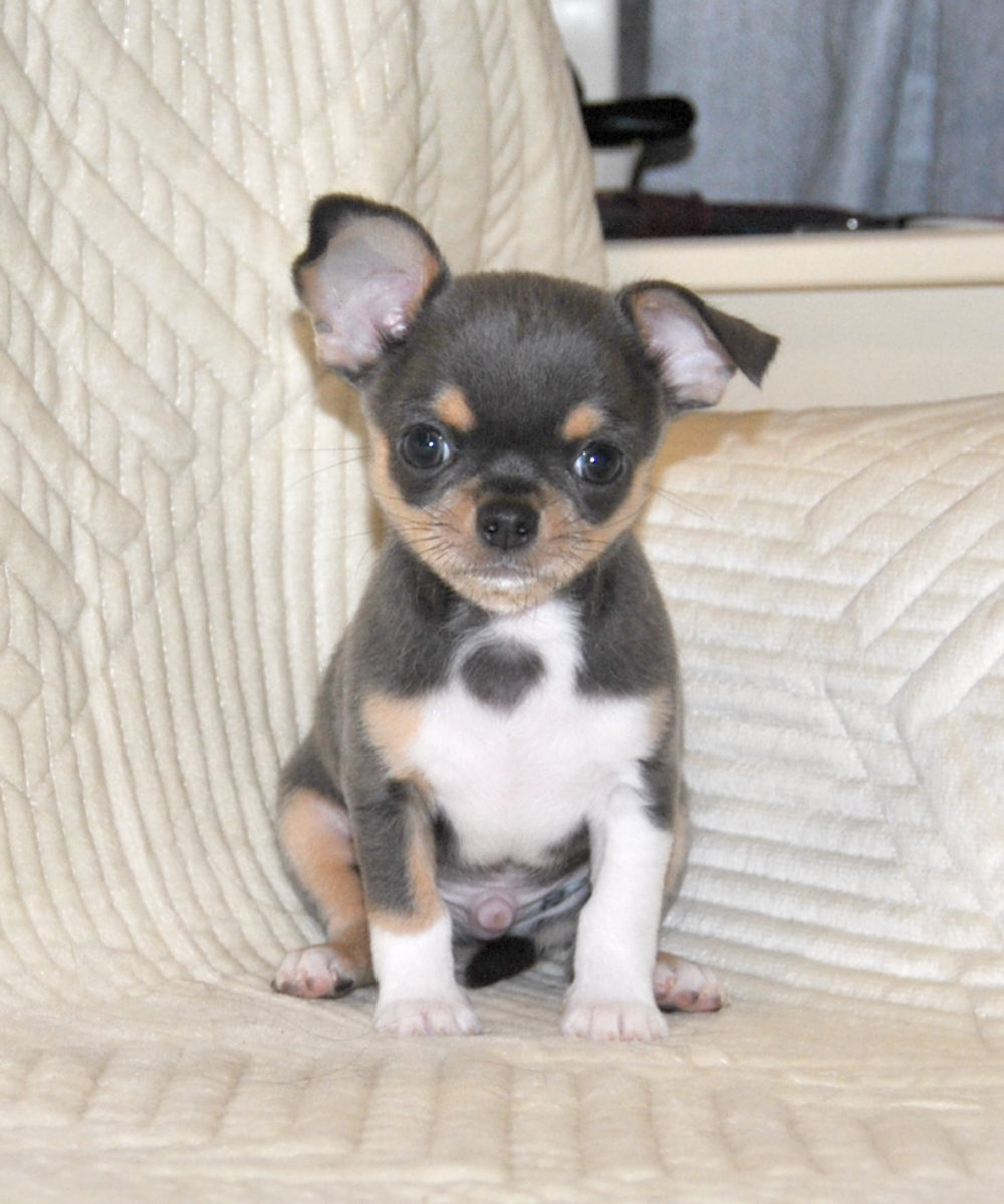 mini-pes-pitomnik-shpicev-kupit-shhenkov-1