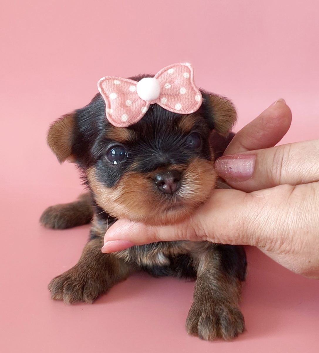 mini-pes-pitomnik-shpicev-kupit-shhenkov