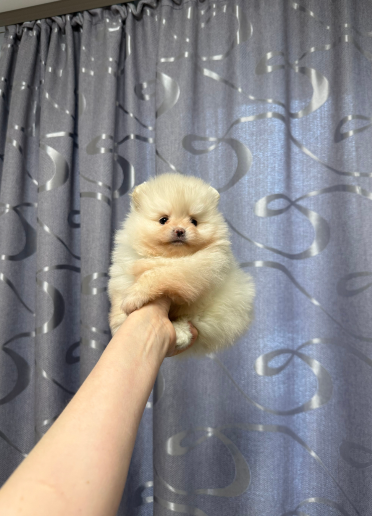 mini-pes-pitomnik-shpicev-kupit-sobaku-1