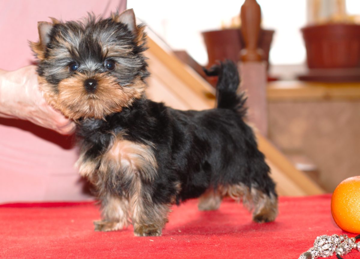 mini-pes-pitomnik-shpicev-kupit-sobaku