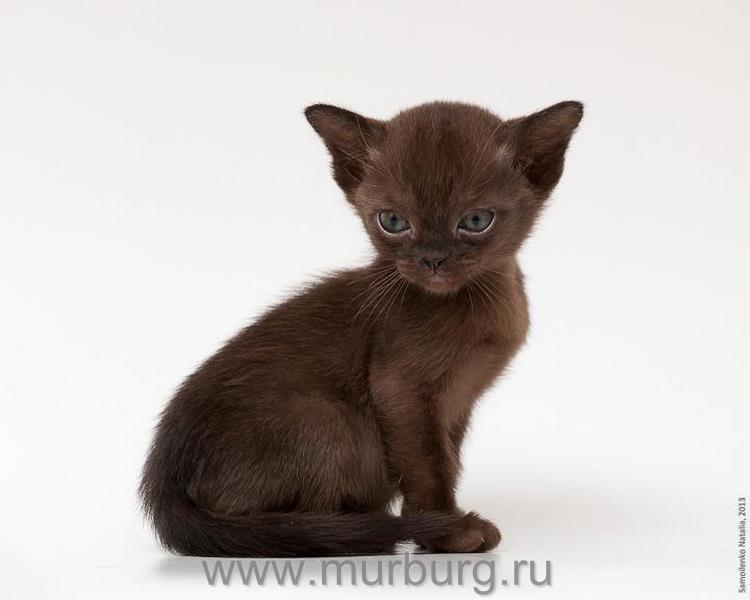 murburg-pitomnik-burmanskoj-koshki-prodaga-kotenka