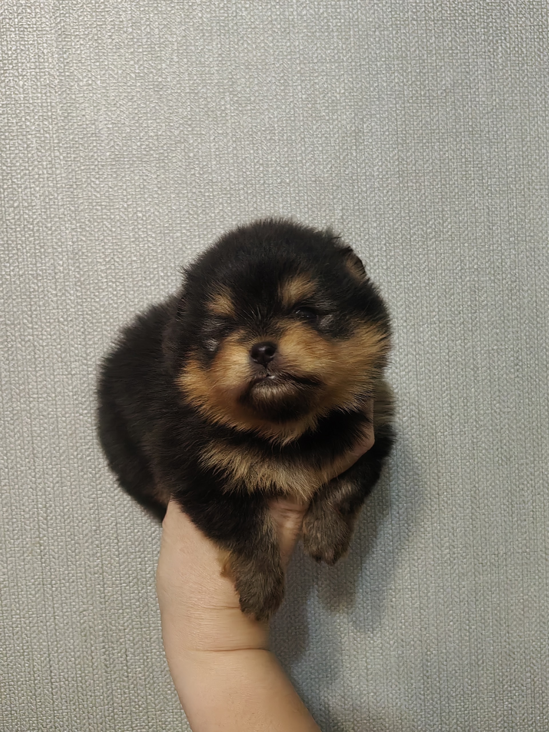 nik-areson-pitomnik-shpicev-prodaga-shhenkov