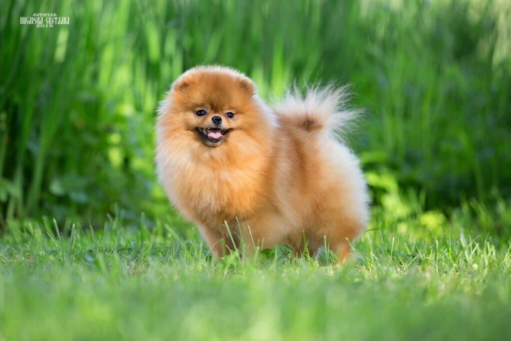 nik-areson-pitomnik-shpicev-prodaga-sobaki