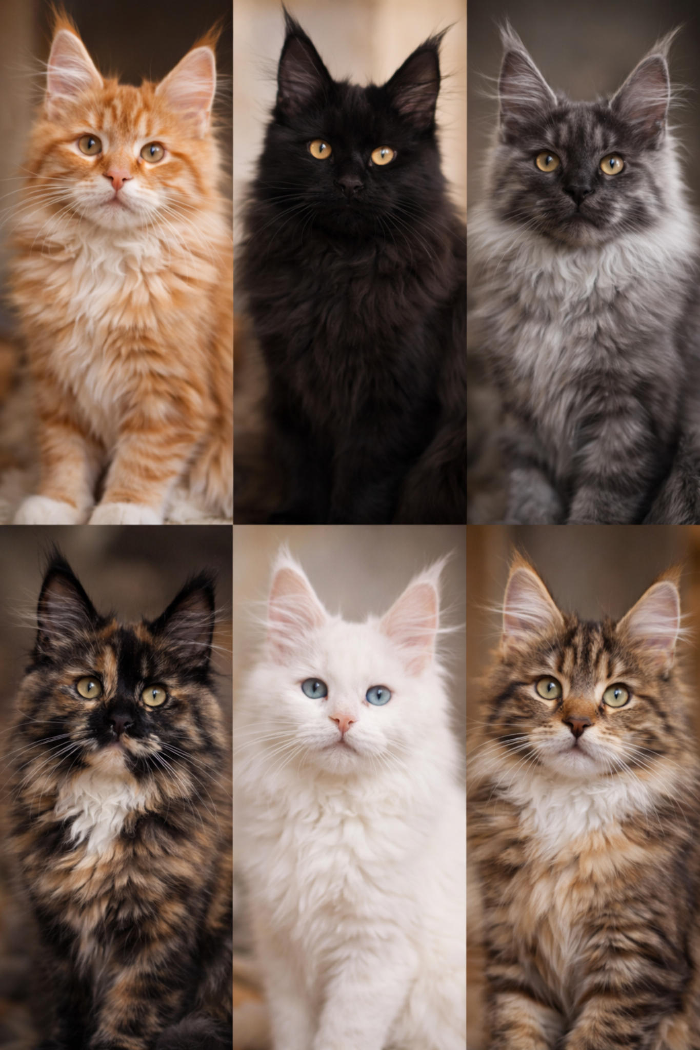 okrasy-mejn-kun-ryzhij-chernyj-dymchatyj