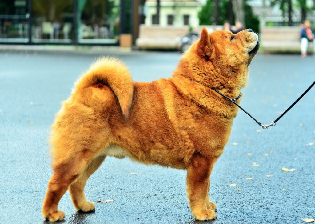 oktales-pitomnik-chau-chau-prodaga-shhenkov-1