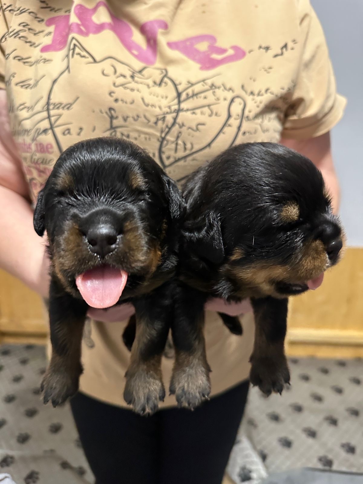 olburd-pitomnik-rotvejlerov-prodaga-sobak