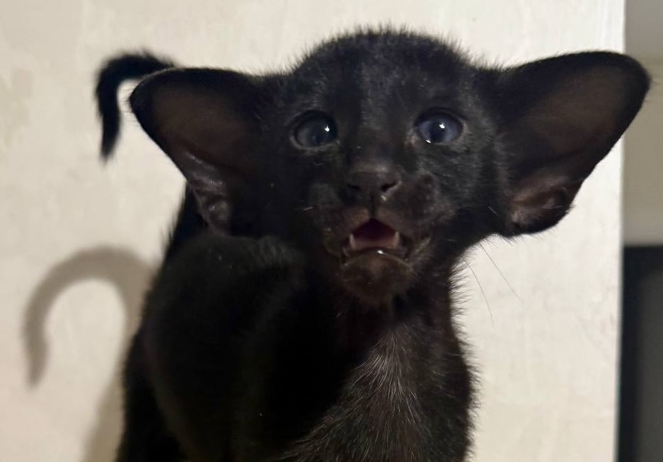 orientalnaya-koshka-prodazha-kotenka