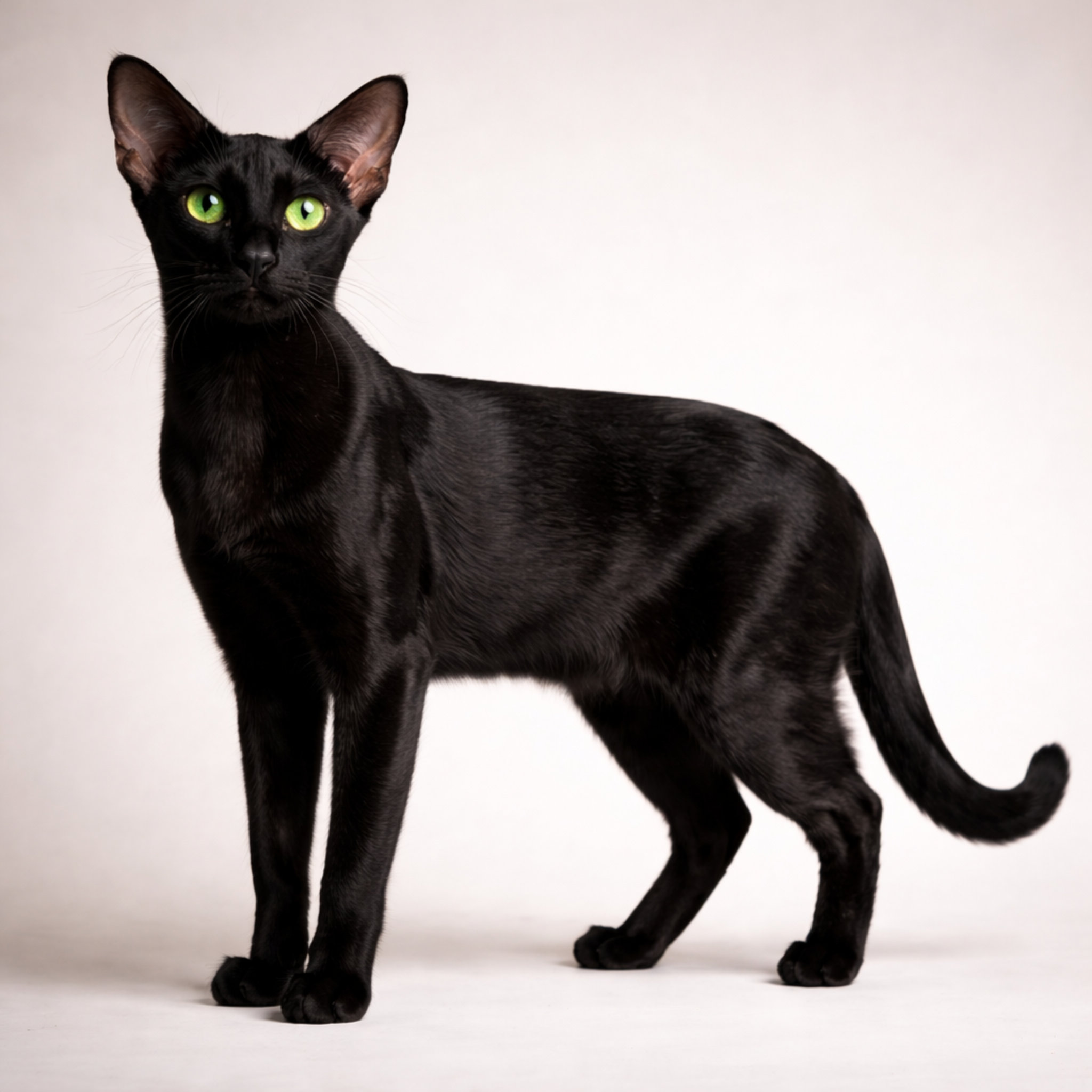 orientalnaya-koshka-vidy-otlichiya-osobennosti