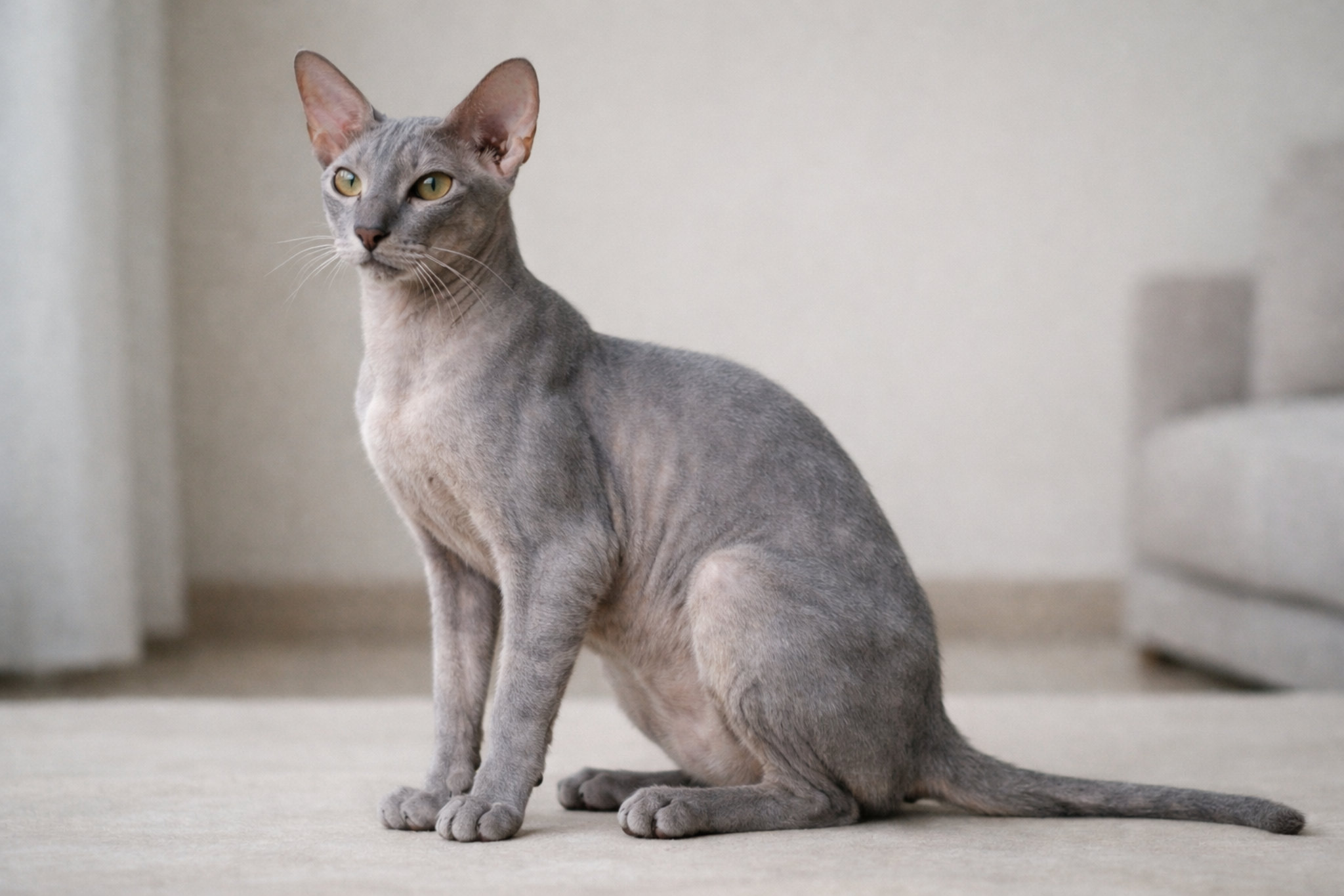 peterbold-peterburgskiy-sfinks-vneshniy-vid