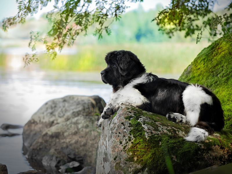 piternuf-pitomnik-vels-korg-kardigan-prodaga-sobak