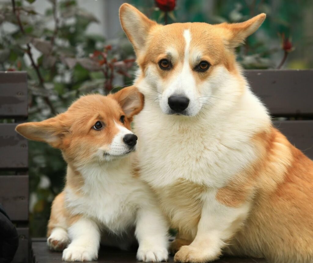 pitomnik-BAGRYANAYA-OSEN-velsh-korgi-pembrok-kupit-shchenkov