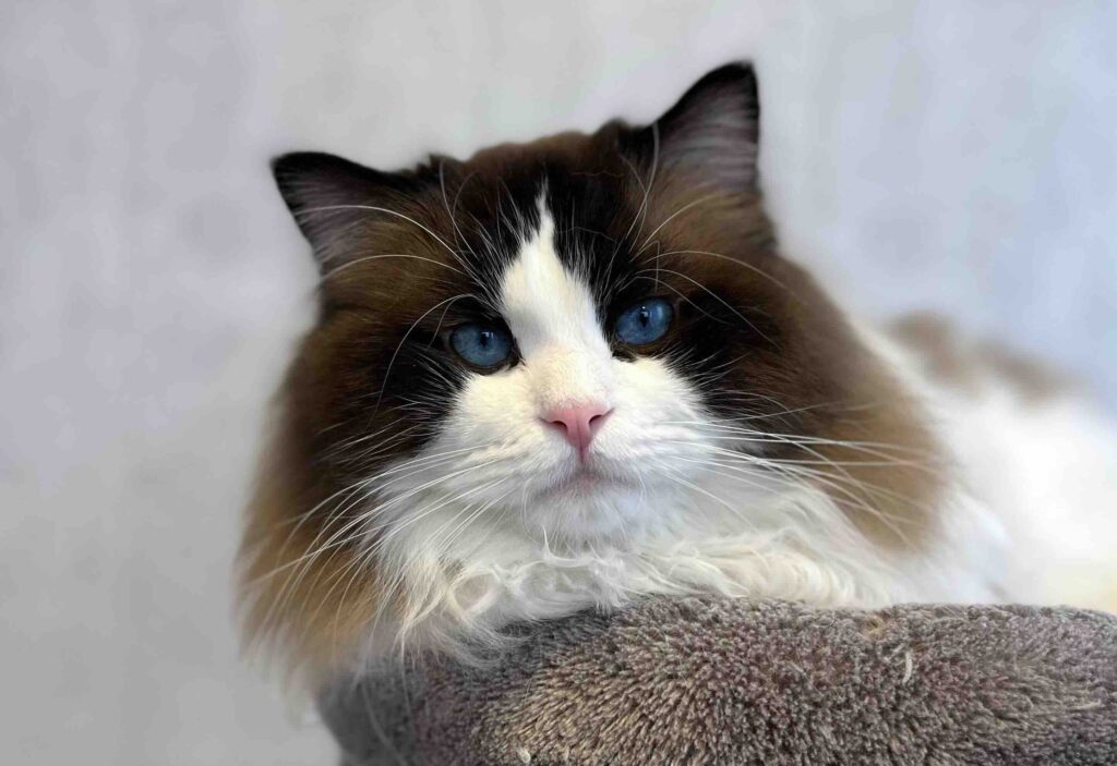 pitomnik-Blue-Eyes-Raggie-ragdoll-kupit-nedorogo