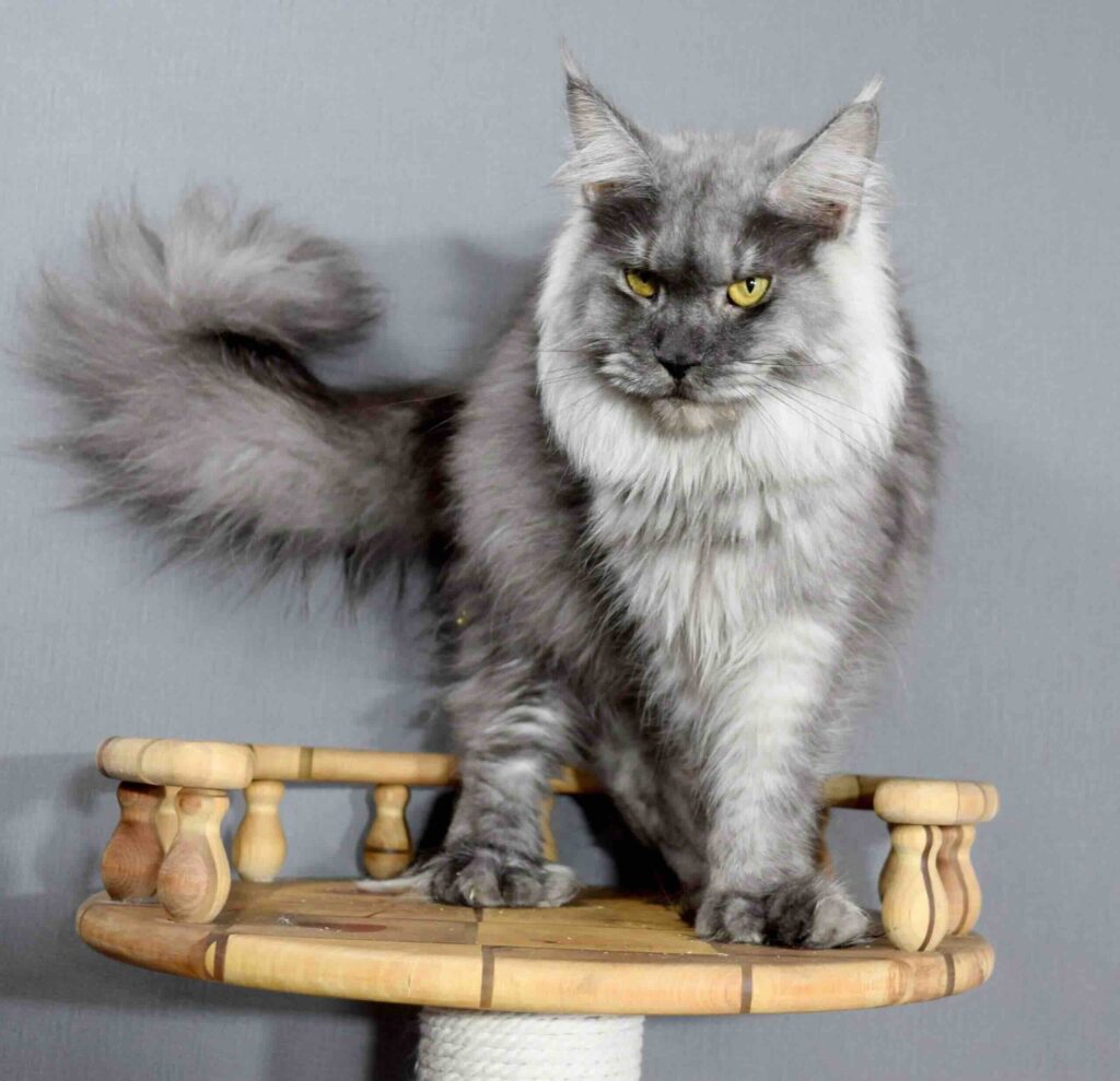 pitomnik-Skazochniy Mir-main-coon-kupit-koshku