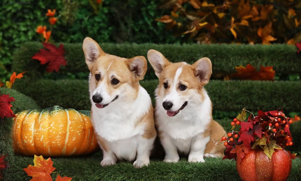 pitomnik-almare-fea-velsh-korgi-pembrok-kupit-shchenka