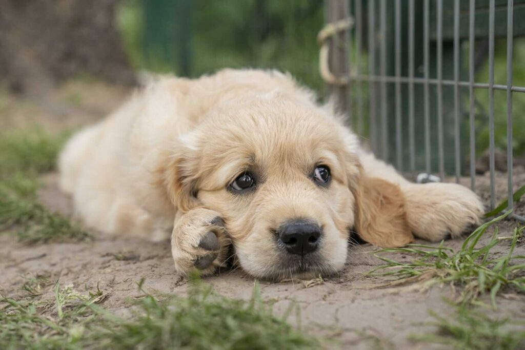 pitomnik-avrora-stars-zolotistyi-retriver-kupit-shchenka