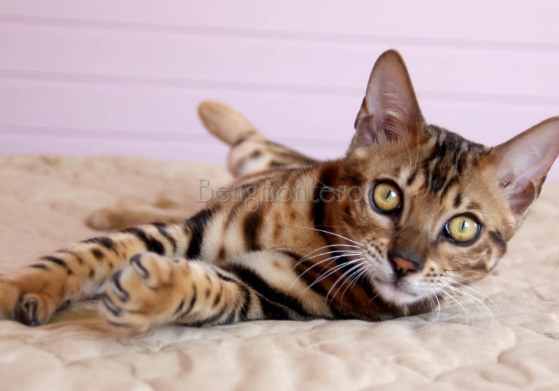 pitomnik-bengmontero-bengalskaya-koshka-kupit-kotenka
