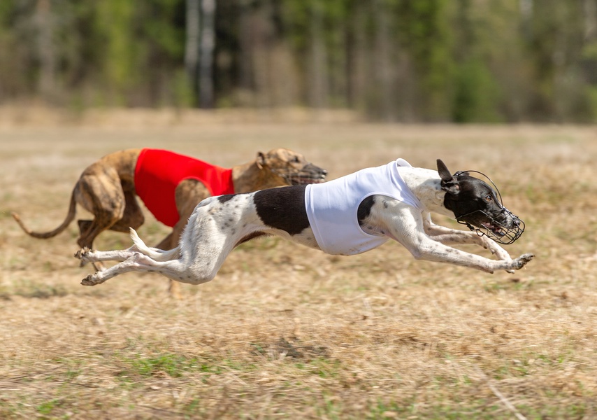 pitomnik-birnenhof-uippet-prodazha-shchenka