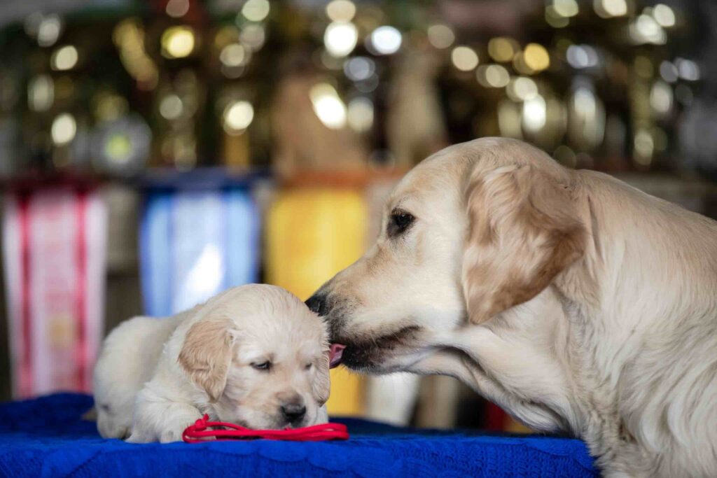pitomnik-galaxy-delen-zolotistyi-retriver-kupit