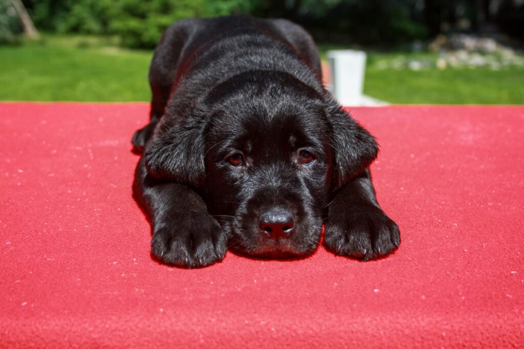 pitomnik-kanela-fina-labrador-retriver-kupit