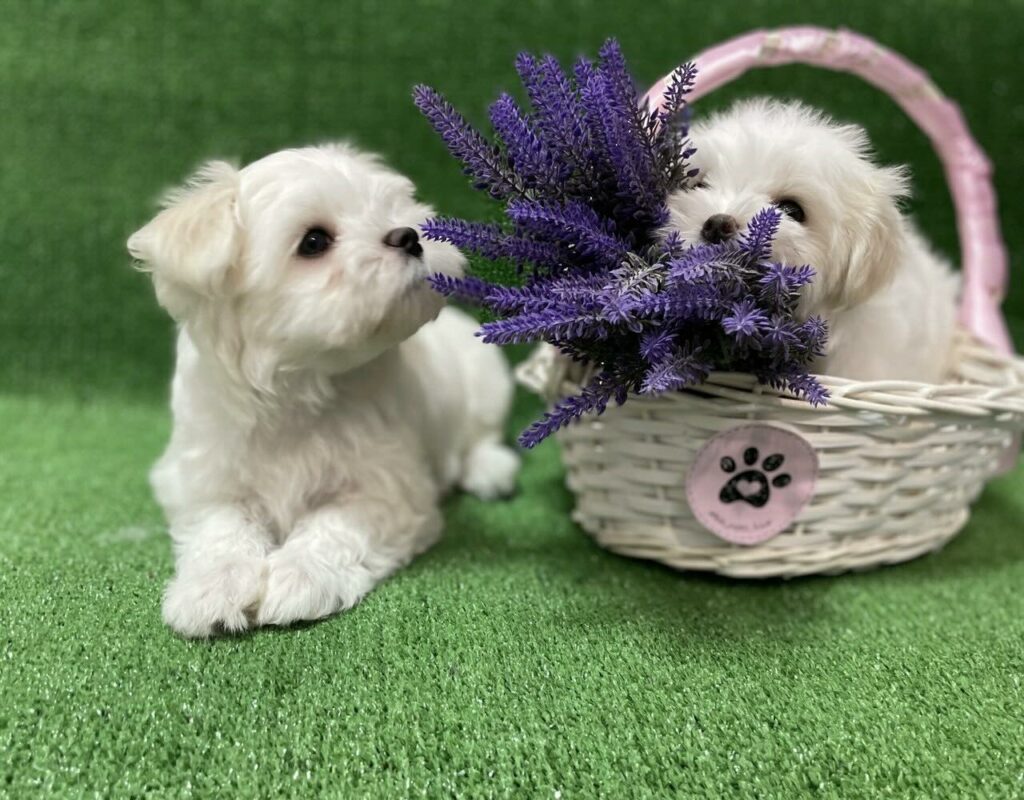 pitomnik-malteze-kupit-shchenka