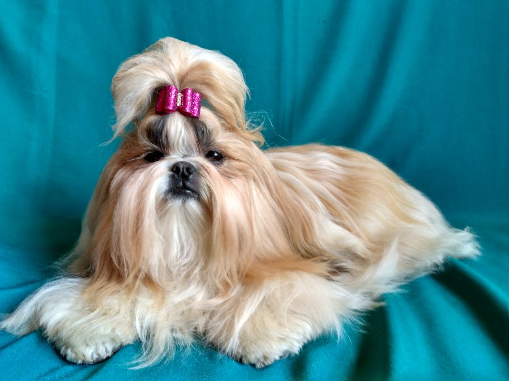 pitomnik-rapsody-love-shi-ttsu-kupit-sobaku