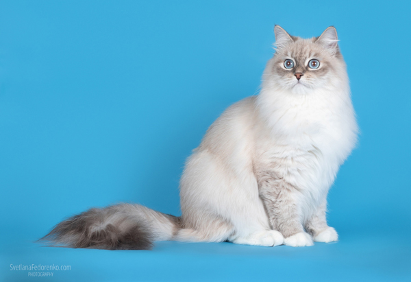 pitomnik-s-beregov-nevy-sibirskaja-koshka-kupit-kotenka